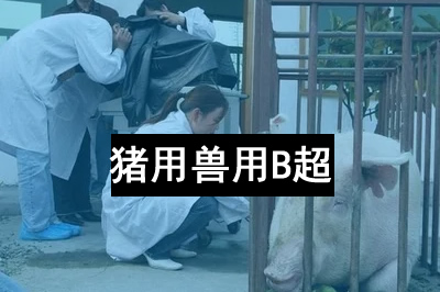 教您怎樣使用獸用B超機?