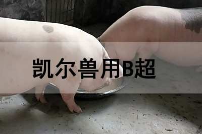 豬場獸用B超機(jī)怎么使用檢查懷孕母豬?