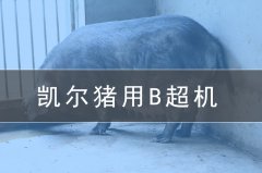 獸用b超機(jī)會給養(yǎng)豬場帶來哪些效益?